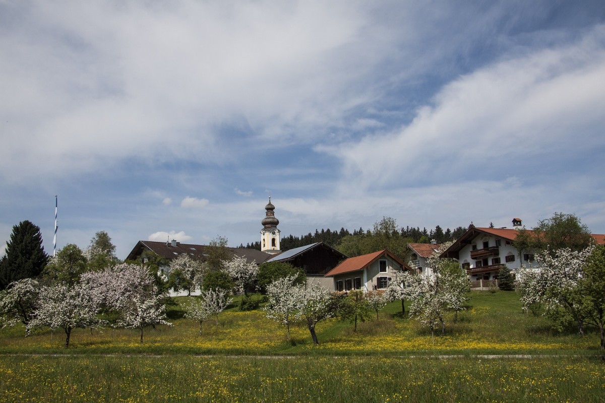 Dorf mit Kirchturm und blühenden Obstbäumen im Vordergrund